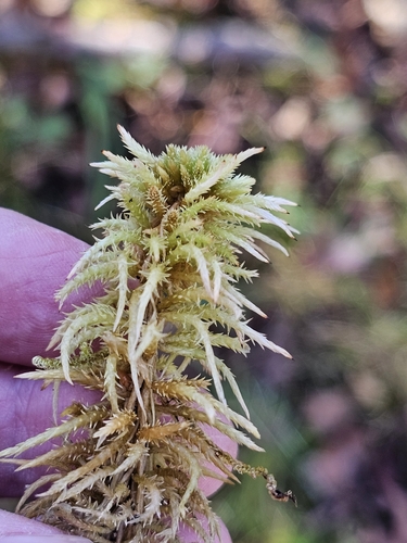 Sphagnum squarrosum observed 2026-10-21