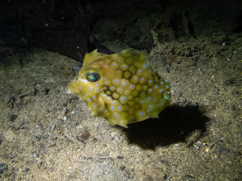 Tetrosomus reipublicae observed 2026-10-22