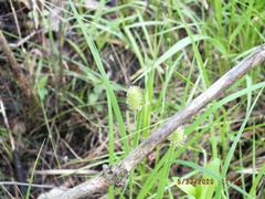 Carex squarrosa