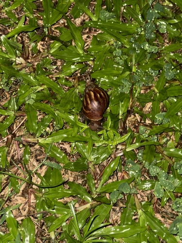 Lissachatina fulica observed 2026-10-21
