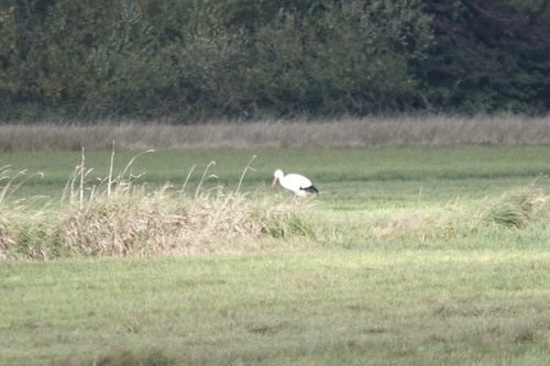 iNaturalist image