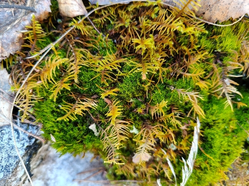 Abietinella abietina observed 2026-10-21