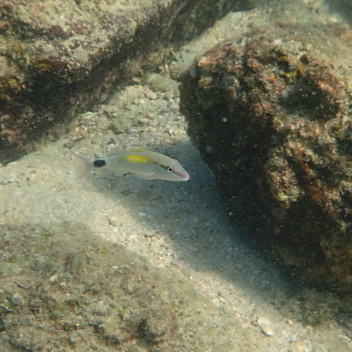Parupeneus indicus observed 2026-10-07