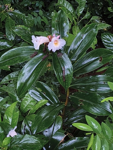 Hellenia speciosa observed 2026-10-22