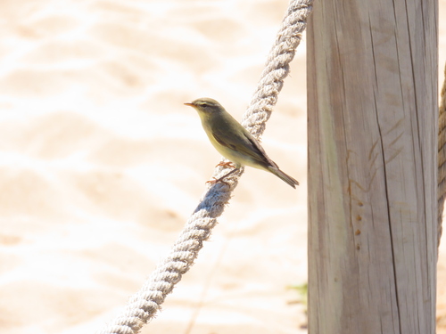iNaturalist image