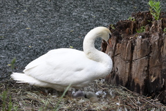 Cygnus olor