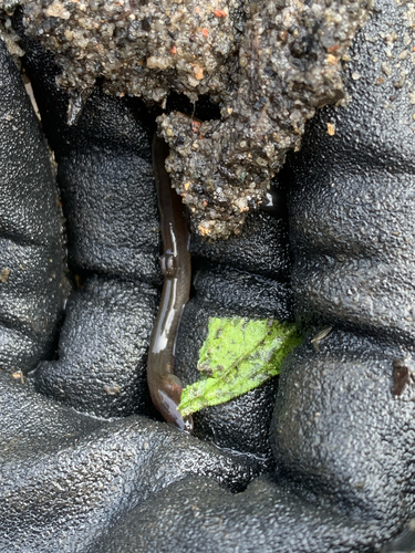 Anguilla reinhardtii observed 2026-10-22