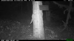 Glaucomys oregonensis