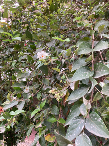 Nyctanthes arbor-tristis observed 2026-10-22