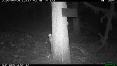 Glaucomys oregonensis