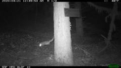 Glaucomys oregonensis