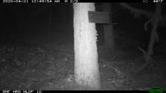 Glaucomys oregonensis