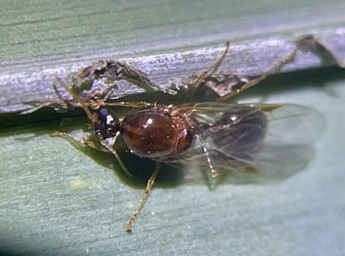 Solenopsis geminata observed 2026-10-22