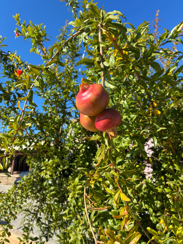 Punica granatum observed 2026-10-22