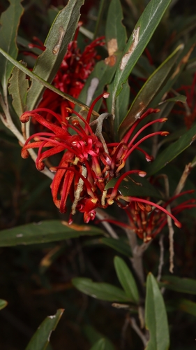 Grevillea victoriae, 2026-10-21