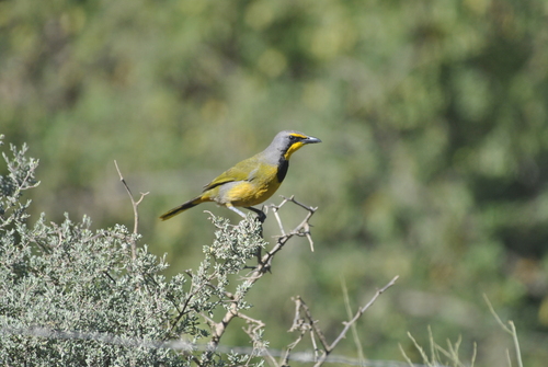 iNaturalist image