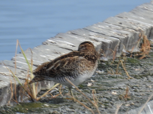 iNaturalist image