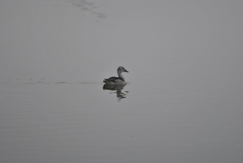 iNaturalist image