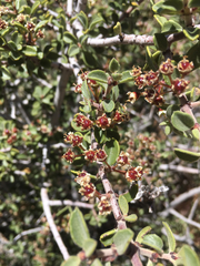 Ceanothus pauciflorus