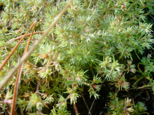Scleranthus observed 2026-10-22