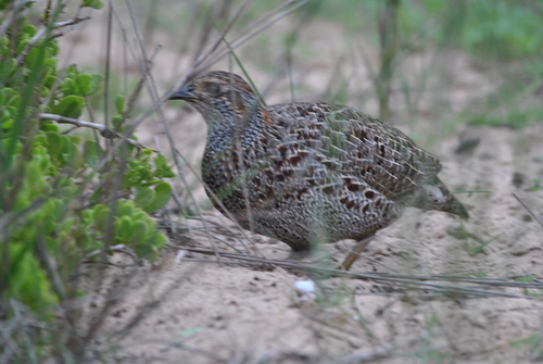 iNaturalist image