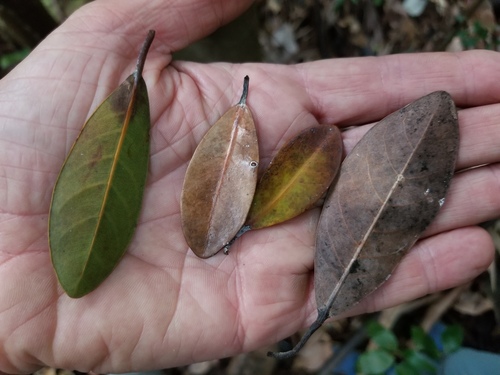 Ficus nitidifolia observed 2026-09-19