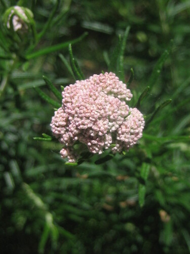 Cassinia aculeata observed 2026-10-22