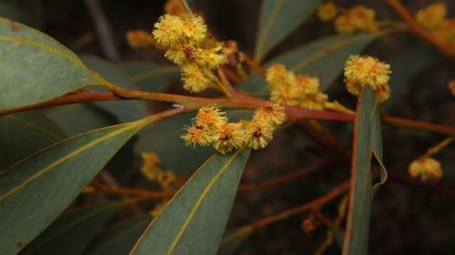 Acacia obliquinervia observed 2026-10-21
