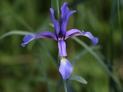 Iris spuria