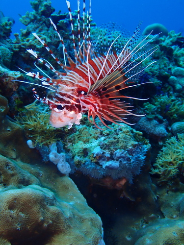 Pterois antennata observed 2026-10-22