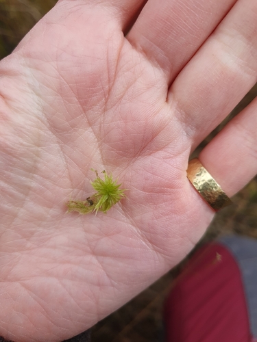 Sphagnum cuspidatum observed 2026-10-22
