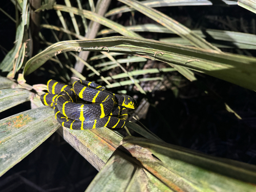 Boiga dendrophila observed 2026-10-22