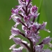 Military Orchid - Photo (c) Attila Steiner, some rights reserved (CC BY-NC), uploaded by Attila Steiner