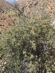 Ceanothus pauciflorus