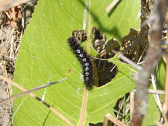 Paracles azollae