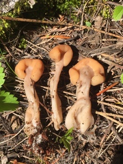 Cudonia monticola