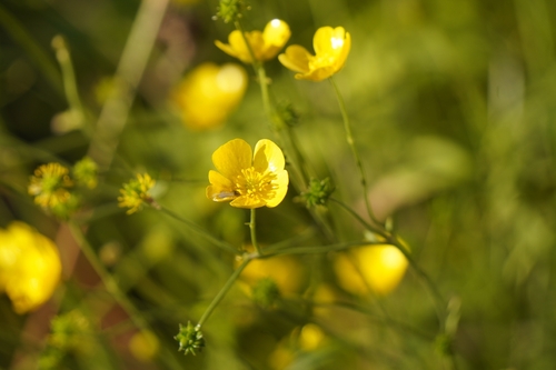 meadow buttercup photograph by the iNaturalist community