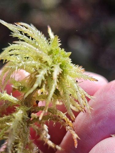 Sphagnum squarrosum observed 2026-10-21