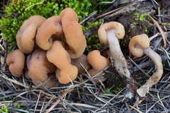 Cudonia monticola