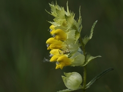 Rhinanthus serotinus