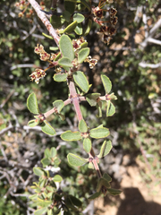 Ceanothus pauciflorus