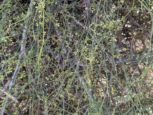 Cassytha pubescens observed 2026-10-20