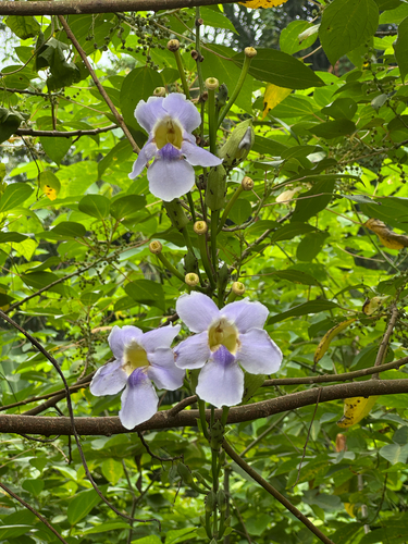 Thunbergia grandiflora observed 2026-10-21