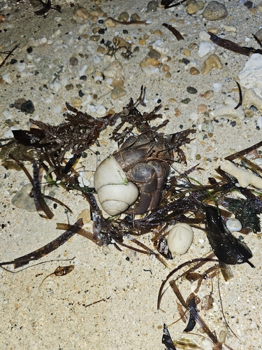 Coenobita brevimanus observed 2026-10-17