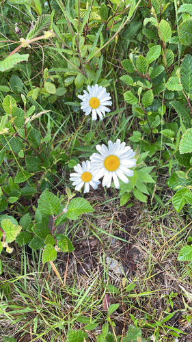 oxeye daisy photograph by the iNaturalist community