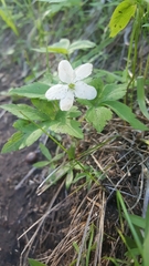 Anemonoides piperi