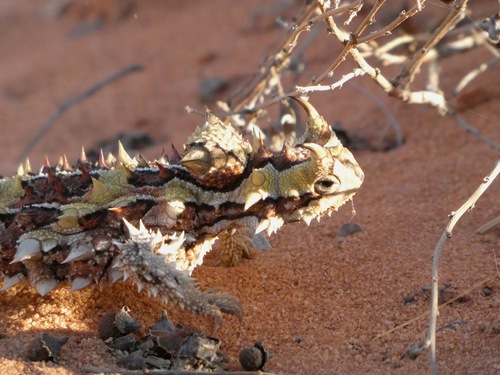 Acanthosaura, 2026-10-22