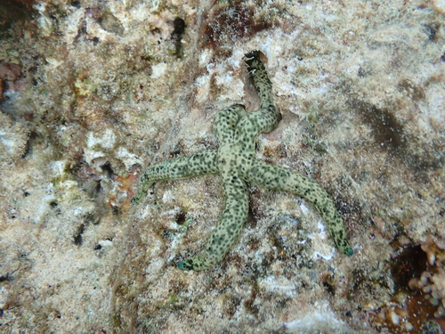 Linckia multifora observed 2026-10-21
