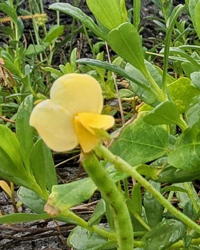 Vigna luteola observed 2026-10-22