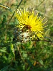 Centaurea collina